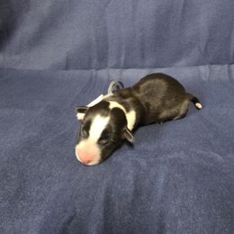Ghost - Black and white male Cardigan Welsh Corgi puppy in Bland, Missouri from Shadey Lane Corgis