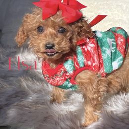 Elsa - Red  female Poodle puppy in Gilbert, Arizona from My Poodle Bears
