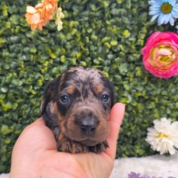 Scotty - Dapple male Dachshund puppy in Jackson, Tennessee from BlackPine Kennels