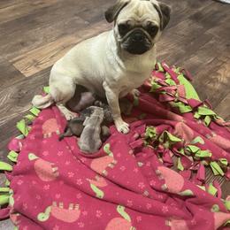 Girl 1 - Fawn female Pug puppy in Chino Valley, Arizona from Blecker Kennel