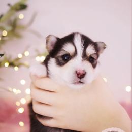 Taro - Black and white male Pomsky puppy in Trenton, Texas from Blissful Paws Pomskies