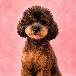 Riley - Poodle