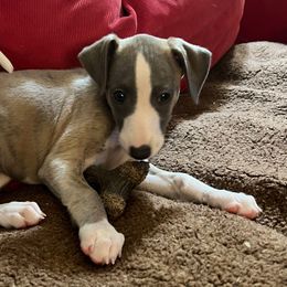 Kineo - Blue fawn Whippet puppy in North New Portland, Maine from Aiukli Whippets