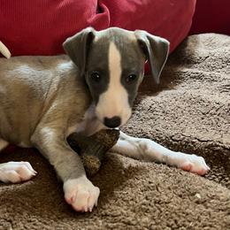 Kineo - Blue fawn Whippet puppy in North New Portland, Maine from Aiukli Whippets