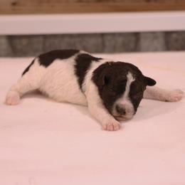 Girl 3 - Black female Whoodle puppy in West Bend, Iowa from Blue Skies Terriers