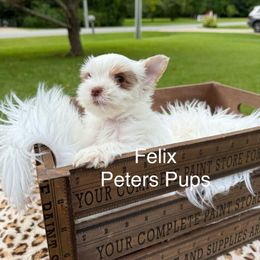 Very Tiny Boy - Felix - Chocolate, tan and white male Yorkshire Terrier puppy in Hertford, North Carolina from Peters Pups Yorkshire Terriers