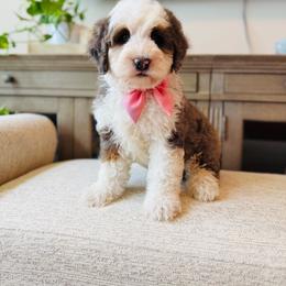 Bailey - Merle female Bernedoodle puppy in Port Orange, Florida from Royal doodles of Florida