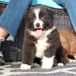 Remington - Black & white male Miniature Australian Shepherd puppy in Goliad, Texas from Sassy Lil Aussies and Diamond W Poodles