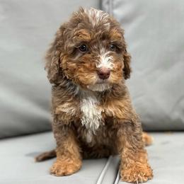 Dusty - Chocolate merle male Bernedoodle puppy in Los Angeles, California from Bernied00dle Love