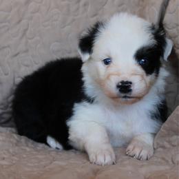 Muncho - Black tri-color female Australian Shepherd puppy in Laurel, Mississippi from Reeves Australian Shepherds