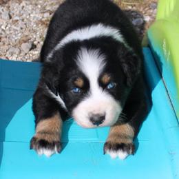 Onyx - Black tri-color male Australian Shepherd puppy in Falcon, Missouri from www.maubachranch.com