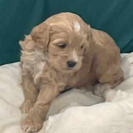 Carmela - Buff female Cockapoo puppy in Sewell, New Jersey from Della Luna Cocker Spaniels and Cockapoo Puppies