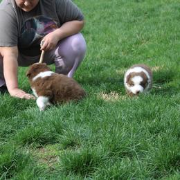 Australian Shepherd Puppies from Starlit Grove Australian Shepherds