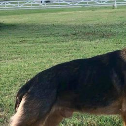 German Shepherds from Red Dirt Kennels