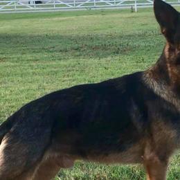 German Shepherds from Red Dirt Kennels