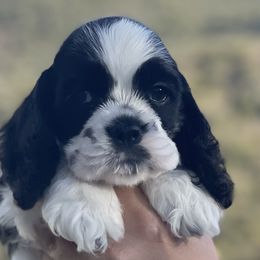 Nitro - Black and white Cocker Spaniel puppy in Escondido, California from B-Cubed Cockers