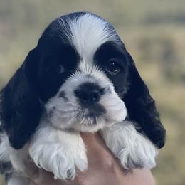 Nitro - Black and white Cocker Spaniel puppy in Escondido, California from B-Cubed Cockers