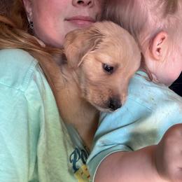 Female 3 - Dark golden female Golden Retriever puppy in Merrill, Michigan from Happy Tails Family Farm