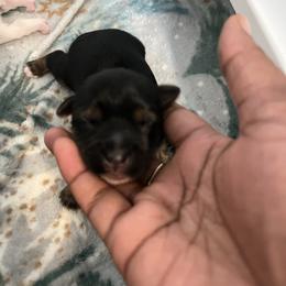 Homer traditional male - Black and tan male Yorkipoo puppy in Gastonia, North Carolina from Precious pups dynasty kennel