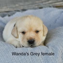 Grey female - Yellow female Labrador Retriever puppy in Mississippi from Sure Shot English Labs
