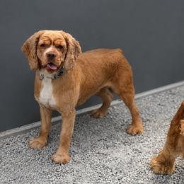 Lucy - Cocker Spaniel