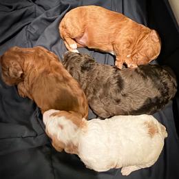 Goldendoodle puppies from Deszy’s Goldendoodle Pups
