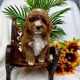 Pink - Red  female Poodle puppy in West Hamlin, West Virginia from My Vision Poodles