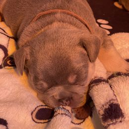 French Bulldog Puppies from Langiappe Frenchies