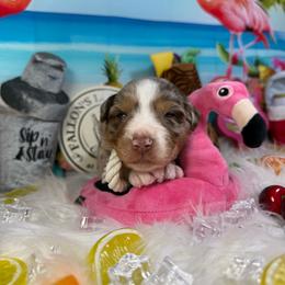 Margarita - Red merle male Australian Shepherd puppy in Fredericksburg, Virginia from Cooper Ridge Aussies