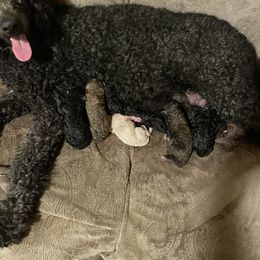 Poodle Puppies from Miss Vickie’s Poodles