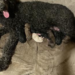 Poodle Puppies from Miss Vickie’s Poodles