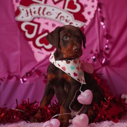 Doberman Pinscher and Labrador Retriever Puppies from GFDutton Retrievers & Dalla Grazia Dobermans