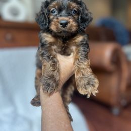Chai - Brown and tan female Cockapoo puppy in Alexandria, Alabama from Bright and Beautiful Cockapoos and Doodles