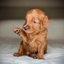 Guardian Puppy Opportunity (see description) - Red  male Goldendoodle puppy in Portland, Oregon from Smith Family Doodles