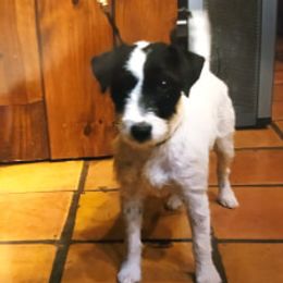 Pippa - Jack Russell Terrier