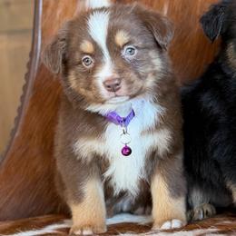 Monica - Red tri female Miniature Australian Shepherd puppy in Grinnell, Iowa from Rural Iowa Aussies & Doodles