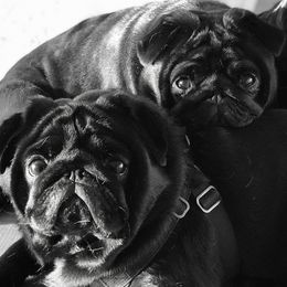 Pugs from Purelypugs
