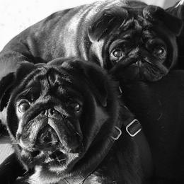 Pugs from Purelypugs