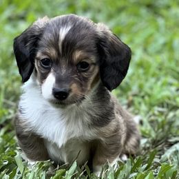 Dachshunds from The Doxie Bar