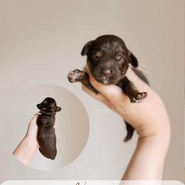 Newport - Chocolate male Australian Labradoodle puppy in Syracuse, Indiana from The Doodle Cove
