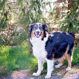 Sam - Australian Shepherd