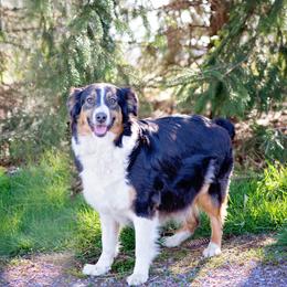 Sam - Australian Shepherd