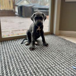 Blue Girl - Blue female Great Dane puppy in Kimball, Michigan from Starlight Danes
