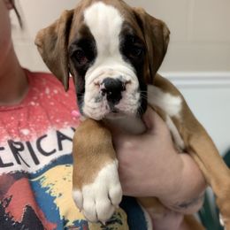 Boy 4 - Boxer puppy in Henderson, Tennessee from Vom Broadvalley