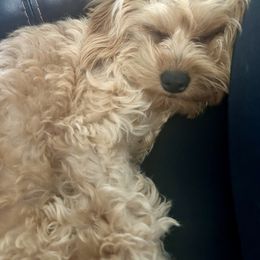 Boxer and Cavapoo Puppies from Acadian Kennels