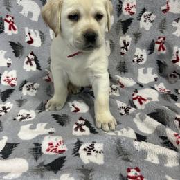 Pink - Yellow female Labrador Retriever puppy in Iowa City, Iowa from Country Road Acres