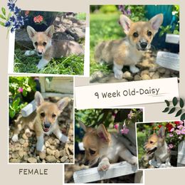 Girl 6 - lite pink collar - Sable female Pembroke Welsh Corgi puppy in Maryville, Tennessee from R & T Farms