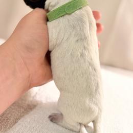 Boy 1 - Black roan male German Shorthaired Pointer puppy in San Tan Valley, Arizona from Upland Valley Kennels