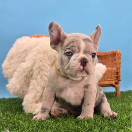 Zinc - Blue male French Bulldog puppy in Wisconsin from Shameless Bulldogs LLC