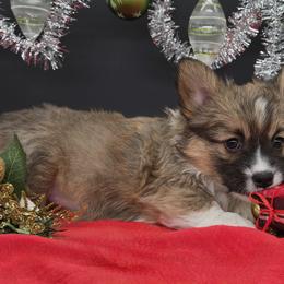 German Shepherd and Pembroke Welsh Corgi Puppies from J&R Shepherds & Corgis
